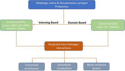 Computational Systems Biology of Alfalfa – Bacterial Blight Host-Pathogen Interactions: Uncovering the Complex Molecular Networks for Developing Durable Disease Resistant Crop